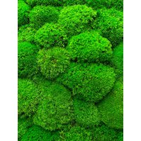 Kopečkový mech (ball moss) světle zelený, 1 kg