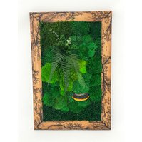 Obraz - kombinace mechů a stabilizovaných rostlin, rozměr 60 x 40 cm