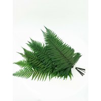 Parchment fern - kapradina