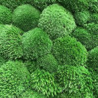 Kopečkový mech (ball moss) středně zelený, 1 kg